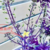 踊りハボタン 頂芽を摘蕾したところから...