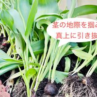 チューリップ🌷 茎の地際を掴み、ゆっく...