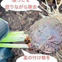 チューリップ🌷 根っこと茎を捻りながら...