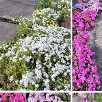 我が家の芝桜たち🤩