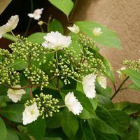 冬紫陽花（常緑の紫陽花）  地植えにし...