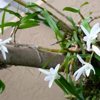 セッコク  お花、少し大きいです💚