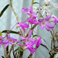 セッコク 雷山  濃いピンクのお花が可愛...