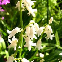 球根ツリガネソウ  先ずは白花の開花です。