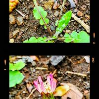 キク科『センボンヤリ』春の花 頭花は裏...