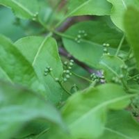 マユミの蕾です。でも近所の公園に雄木...