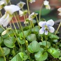 白すみれのお花から、一人別顔のお顔が🤔...