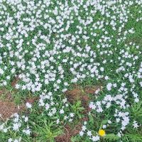 小石川植物園。 ハナニラとタンポポのコ...