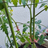 ミニトマトの苗を購入🍅 沢山なってね❤