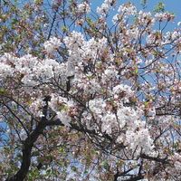 近所の公園で、風に舞う櫻の花がちょう...