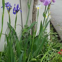 ごちゃごちゃ花壇の様子。ジャーマンア...