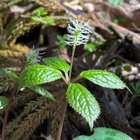 一人静 4.14 秩父笠山にて