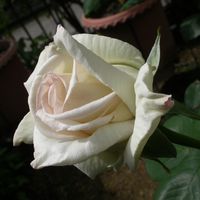 謎の白バラ