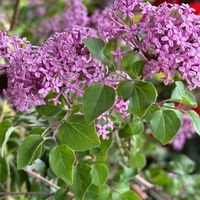 3年目のライラック。リラの花🪻 良い香り...