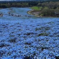 国営ひたち海浜公園 みはらしの丘