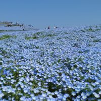 国営ひたち海浜公園 みはらしの丘