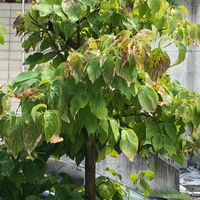 ハナミズキについて教えてください 神奈川県で植えてから10年 園芸相談q A みんなの趣味の園芸