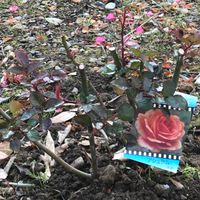 バラの実生成長日記 種から開花まで By ボタンちゃん そだレポ みんなの趣味の園芸