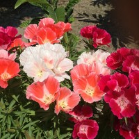 ゴデチア 簡単な割にきれいな花です By 木之本すもも ゴデチアの栽培記録 育て方 そだレポ みんなの趣味の園芸