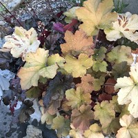 ヒューケラ キャラメル の葉色の変化記録 By ディエット ヒューケラの栽培記録 育て方 そだレポ みんなの趣味の園芸