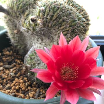 はじめまして ガジュマルの幹にカビのようなものが生えてきて 園芸相談q A みんなの趣味の園芸