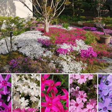 ローズマリーでピンク色の花を咲かせる マジョルカとロゼア 園芸相談q A みんなの趣味の園芸