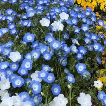 サボテンの花 の 咲かせ方を教えてくたさい 冬は 室内 春か 園芸相談q A みんなの趣味の園芸