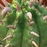 🌵✨トゲの生え方は荒々しいが。