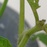 ミニトマト🍅黄の蕾を確認