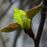 ハンカチノキ02。4月初旬「花まつり」直前。枯枝のあちこちに若緑色の蕾開き始め。若きハンカチノキくん、最高の時。