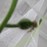 7月23日西瓜の雌花