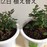 購入して3回目の植え替え。