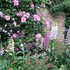 私の庭自慢「つるバラ」たち