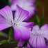 お気に入りの花写真