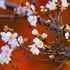 お気に入りの花写真