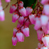 お気に入りの花写真