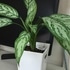 我が家の植物たち