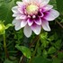 DAHLIA　GARDEN