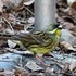 魅せられて...野鳥