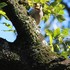 魅せられて...野鳥