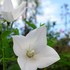 箱根湿生花園 2017/10/05