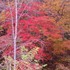 花畑に通う道中と花畑の景色。