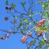 ギャラリー　風景・植物など