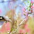 野鳥と動物の写真