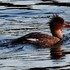 野鳥カモ編