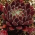 センペルビブム　Sempervivum