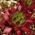 センペルビブム　Sempervivum