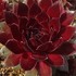 センペルビブム　Sempervivum