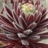 センペルビブム　Sempervivum