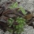 センペルビブム　Sempervivum